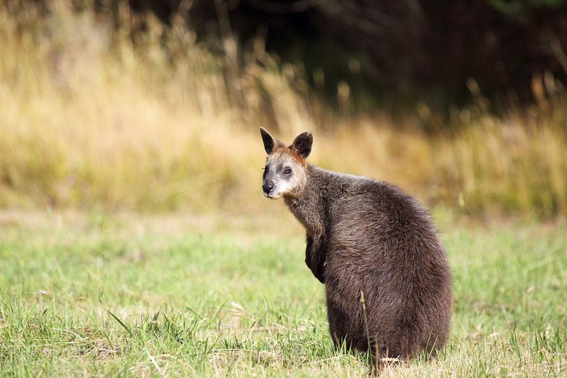 Sumpfwallaby (Wallabia bicolor) von Dirk Rüter
