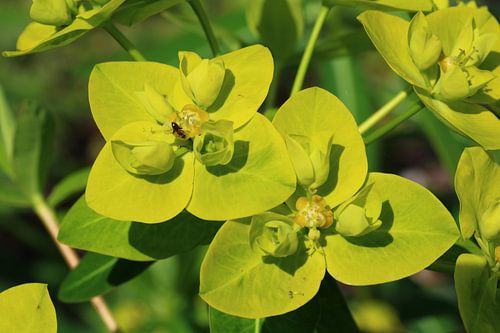 Euphorbia 