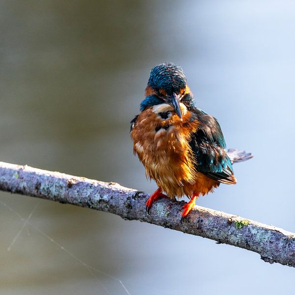 Kingfisher by Mark de Weger