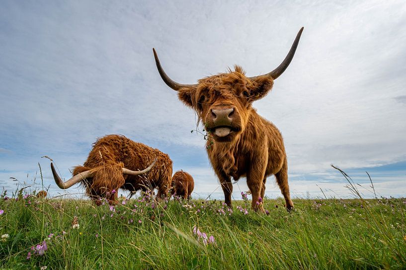 Scottish Highland cattle by Karsten Rahn