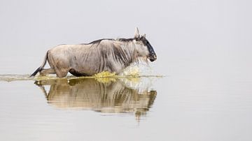 Gnous d'Afrique de l'Est Kenya sur Gerard van Herk