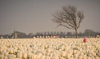 Hollands Plaatje- Molen met tulpen