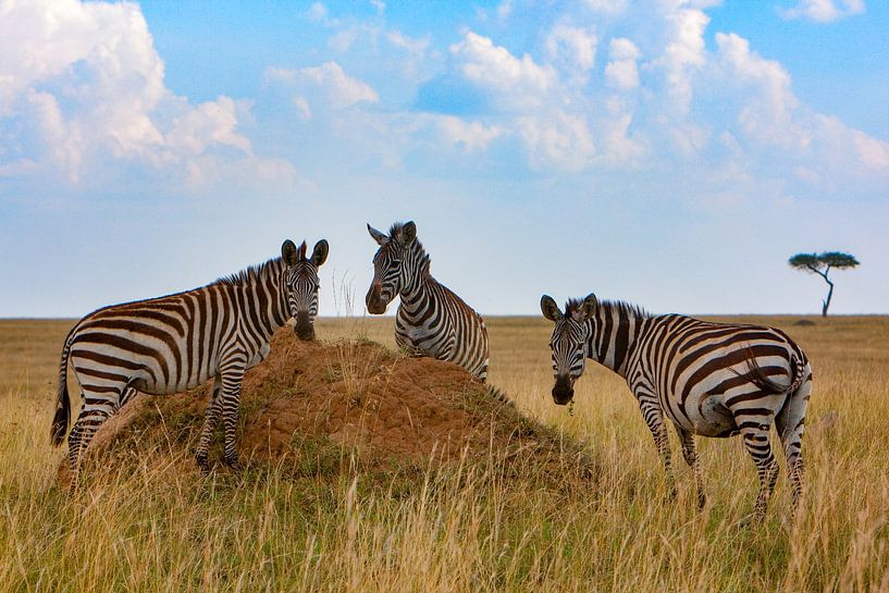 Zebra Break van Peter Michel