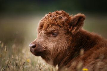 Close-up of a Scottish highlander calf in the Dutch meadow in a natural setting