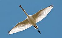 Fly with me......