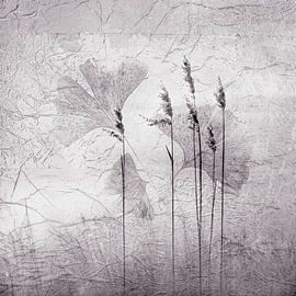 Morgennebel mit Schilf und Ginkgo.