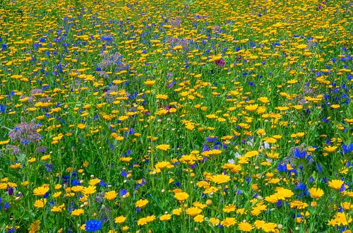 Zomerbloemenweide met veel gele bloesems