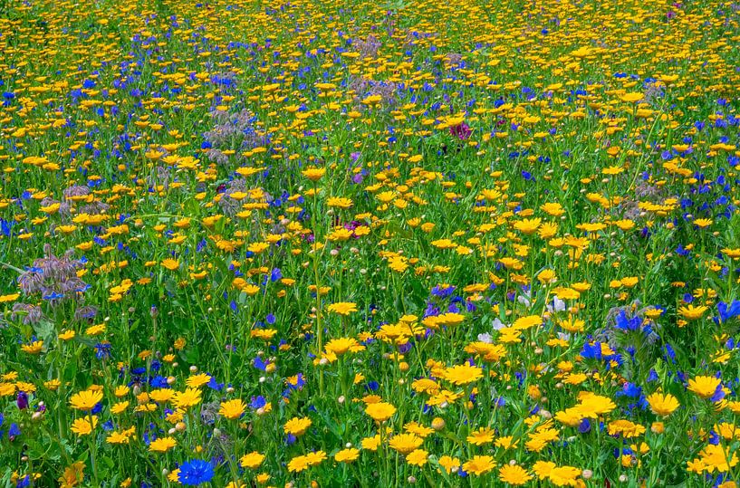 Zomerbloemenweide met veel gele bloesems van ManfredFotos