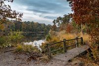 Witven bij Oisterwijk in Lentetooi