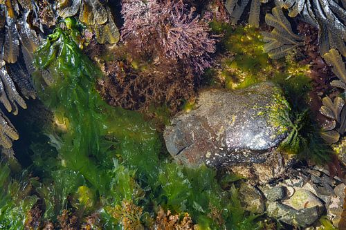 Aquatic plants among the rocks