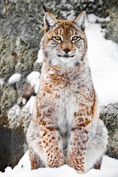 Een mooie en sterke wilde lynx zit rechtop in de sneeuw. Lynx kijkt naar je. van Michael Semenov