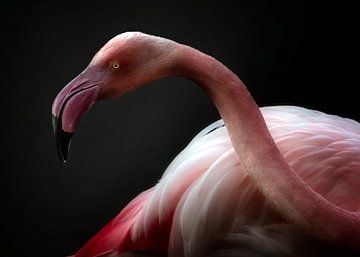 Flamingo -Porträt, Santiago Pascual Buye von 1x