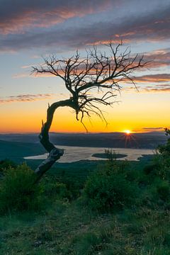 Vieil arbre solitaire sur le lac de Sainte-Croix en France sur Bram Lubbers