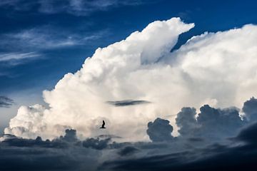 Cloud Photography Bird Dark Blue White by Martijn Jebbink Photography