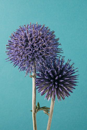 Eenvoudige liefde: Samen opbloeien