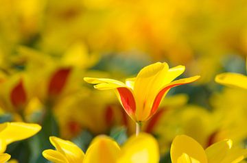 Rood en geel, tulpen in de ochtendzon/Tulips in the morningsun