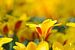 Rood en geel, tulpen in de ochtendzon/Tulips in the morningsun van Joyce Derksen