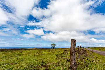 Landschaft der Osterinsel mit grünen Ebenen, umgeben vom Pazifischen Ozean, Chile, Pazifik von WorldWidePhotoWeb