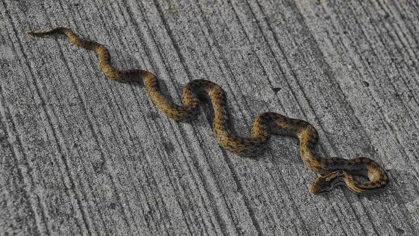 l'adder en mouvement par Miny'S