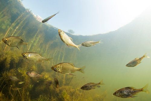 School met bittervoorns