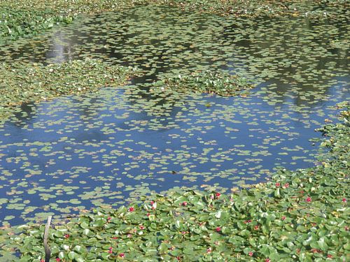 Waterbloemen
