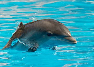 Delfin Ilse