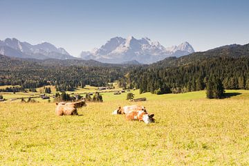 Glückliche Kühe in den bayrischen Alpen von ManfredFotos