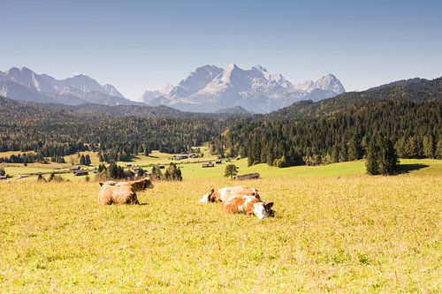 Des vaches heureuses dans les Alpes bavaroises