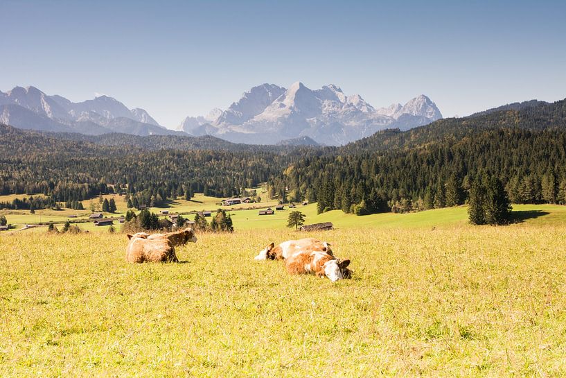 Gelukkige koeien in de Beierse Alpen van ManfredFotos