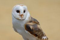 Close-up van een Kerkuil in Nederland