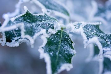 Stechpalme im Schnee von Karijn | Fine art Natuur en Reis Fotografie