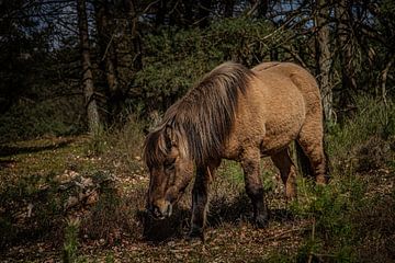 Wild stallion by Comitis Photography & Retouch