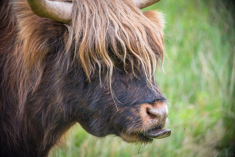 Schotse Hooglander steekt tong uit van Ans Bastiaanssen