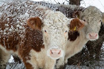 Winter in the Netherlands