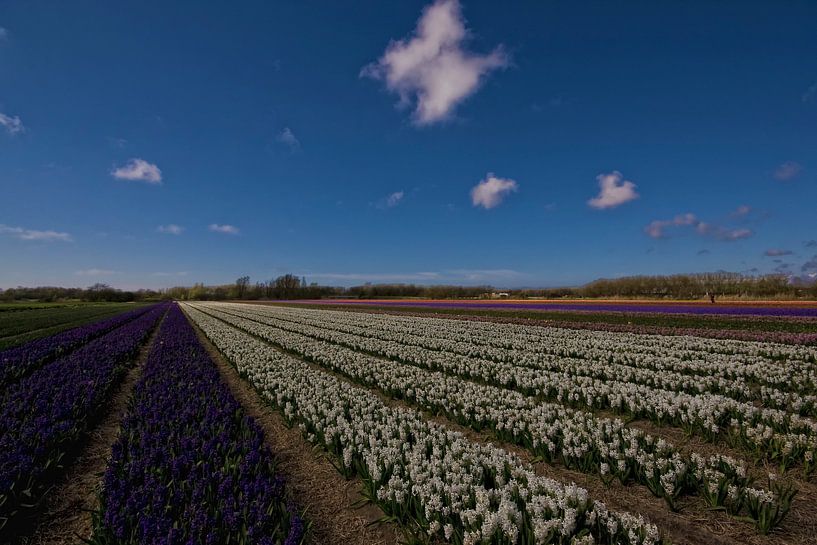 Bloembollenvelden in de bollenstreek by foto-fantasie foto-fantasie