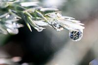 Winterse druppels op een witte naaldboom