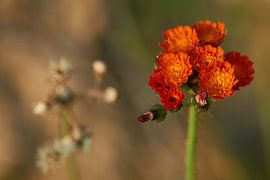Épervier rouge orangé
