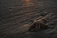 Étoile de mer au coucher du soleil sur la plage par Gonnie van de Schans Aperçu