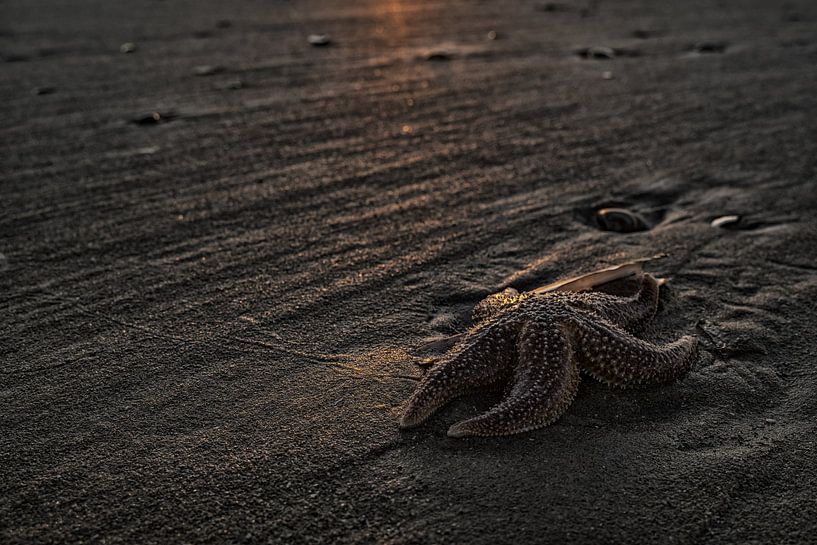 Étoile de mer au coucher du soleil sur la plage par Gonnie van de Schans