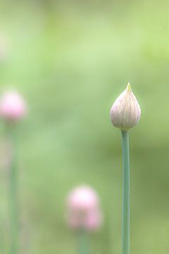 Roze bloem / botanisch / Allium van Photography art by Sacha