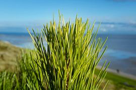 Coniferous tree in the Dune, Terschelling