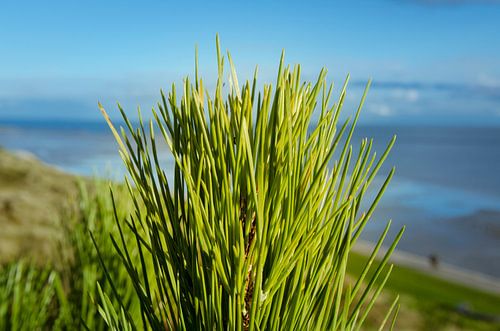 Nadelbaum in der Düne, Terschelling
