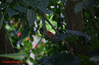Klein Vogeltje In Het Rood van Koos Koosman thumbnail
