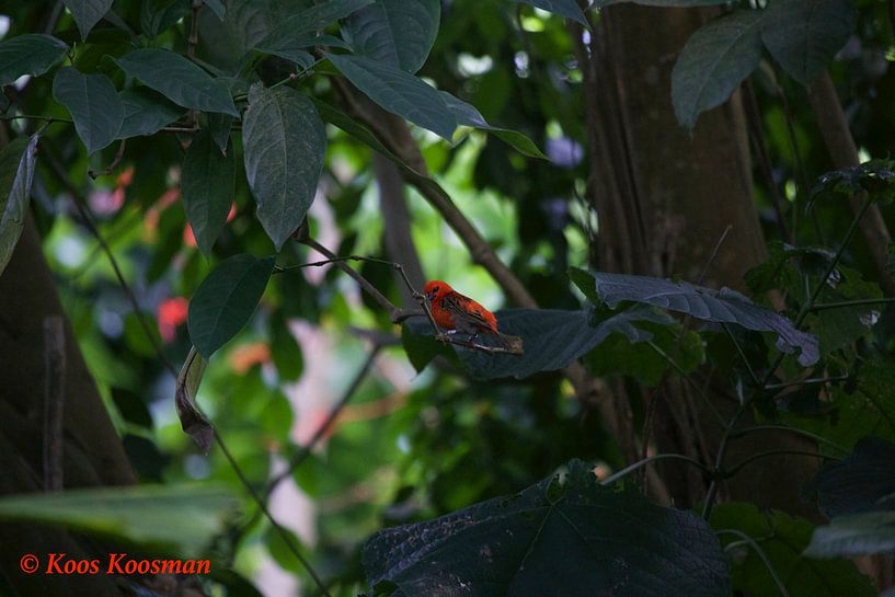 Klein Vogeltje In Het Rood van Koos Koosman