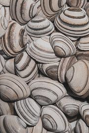 Retro: Striped shells in different shades of brown by Marjolijn van den Berg