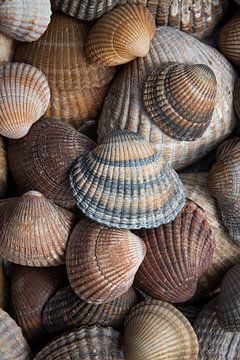 Schelpen bruin, beige en zandkleurig (verticaal) van Marjolijn van den Berg