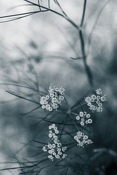 Bearbeitetes Bild einer blühenden Dillpflanze von Crystal Clear