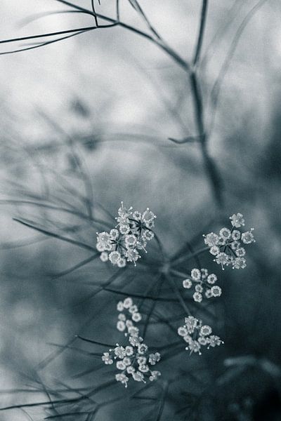 Edited Photo of a Dill Plant in Bloom by Crystal Clear