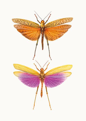 Rariteitenkabinet_Insecten_01