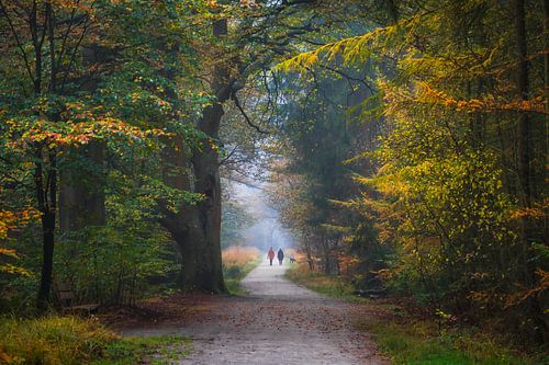 Wanderer im Wald von Bakkeveen
